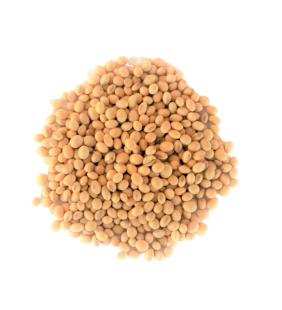 Graines de Soja 500g