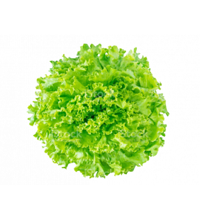 Laitue Batavia (Pièce)