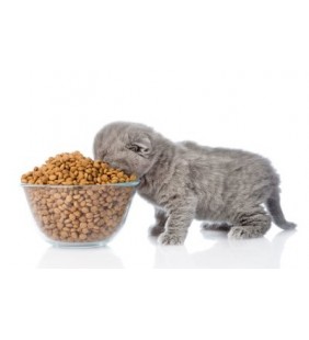 Croquettes Chats et Chatons 3kg