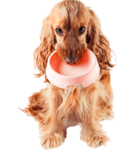 Croquettes Chiens 3kg Petite Race