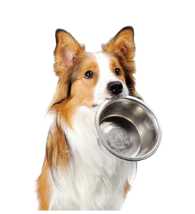 Croquettes Chiens 3kg Grande Race