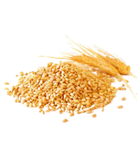 Graines de Couscous Blanc Bio 500g